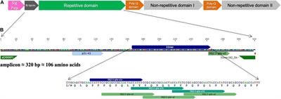 The α-Gliadins in Bread Wheat: Effect of Nitrogen Treatment on the Expression of the Major Celiac Disease Immunogenic Complex in Two RNAi Low-Gliadin Lines